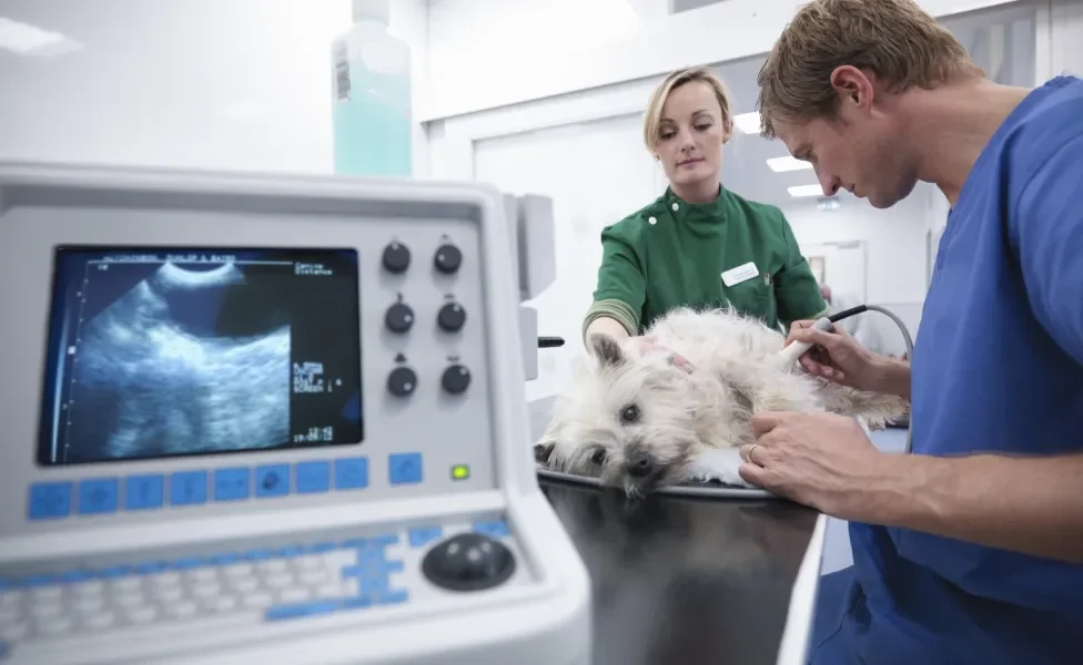 Cachorro em consultório médico; veterinários realizam exame de ultrassonografia no animal