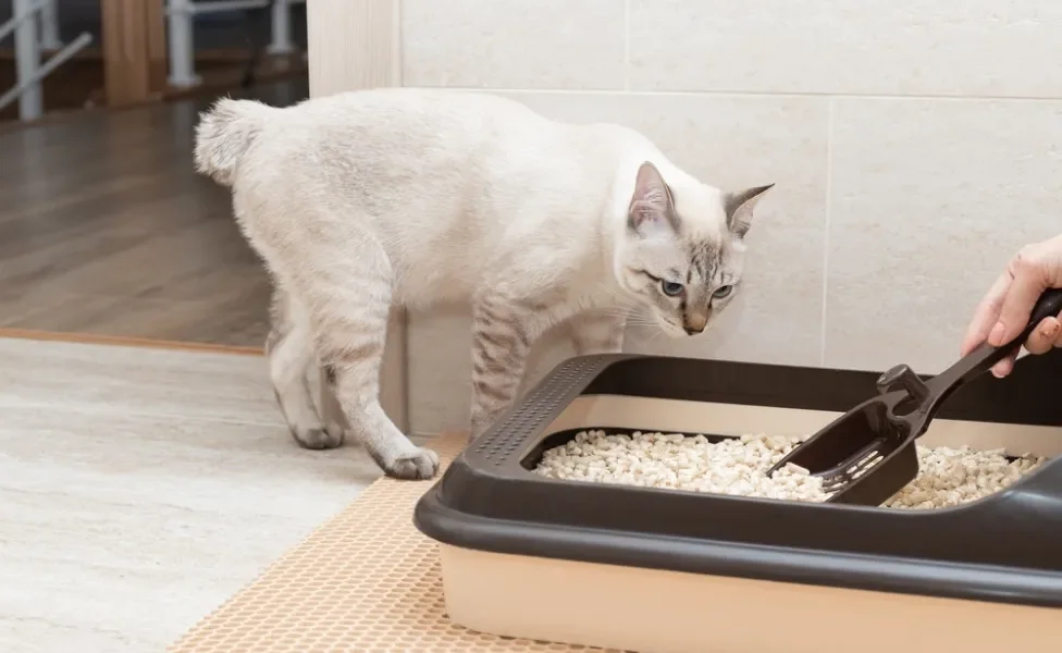 gato olhando pessoa colocando areia para gato na caixa de areia para gatos