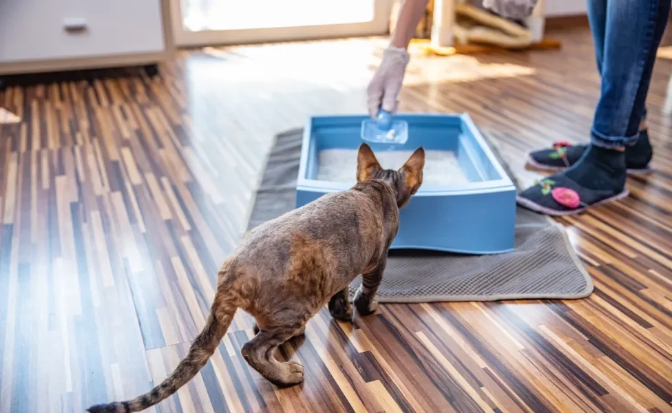Gato vendo tutora limpar sua caixa de areia azul