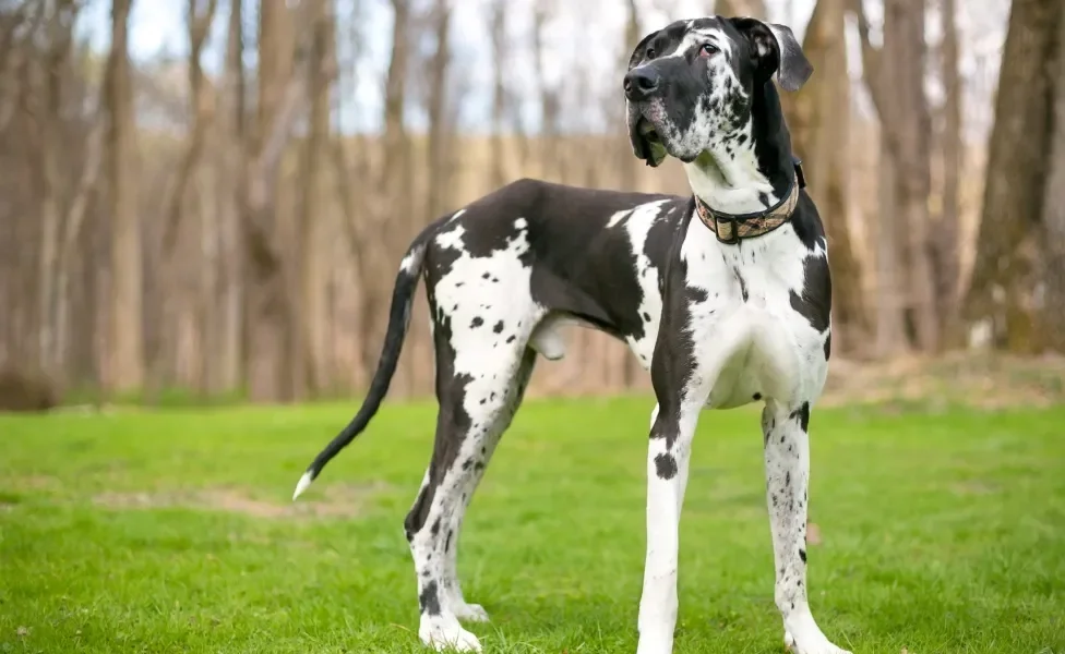 cachorro arlequim de pé na grama