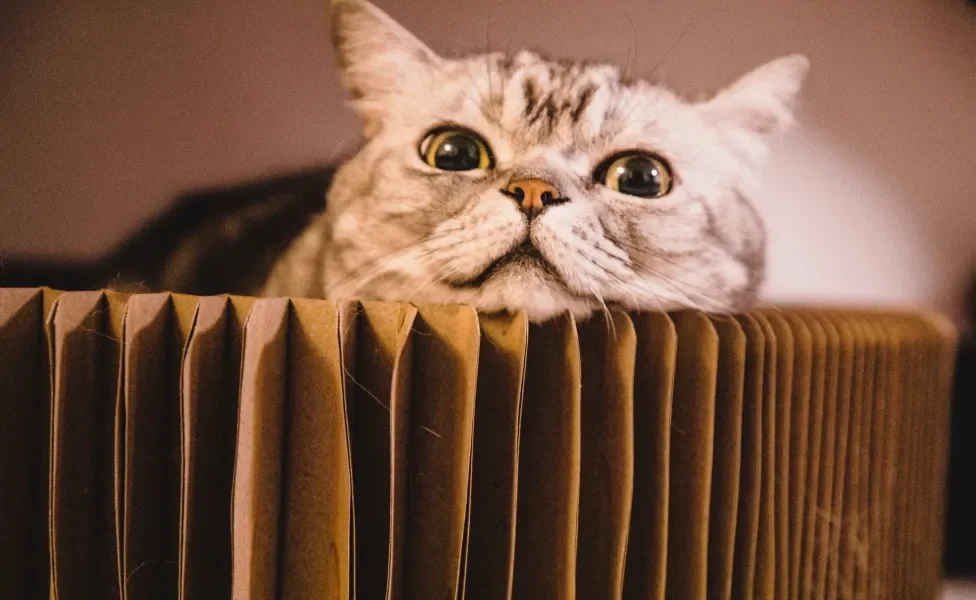 Gato em pedaço de papelão sanfonado