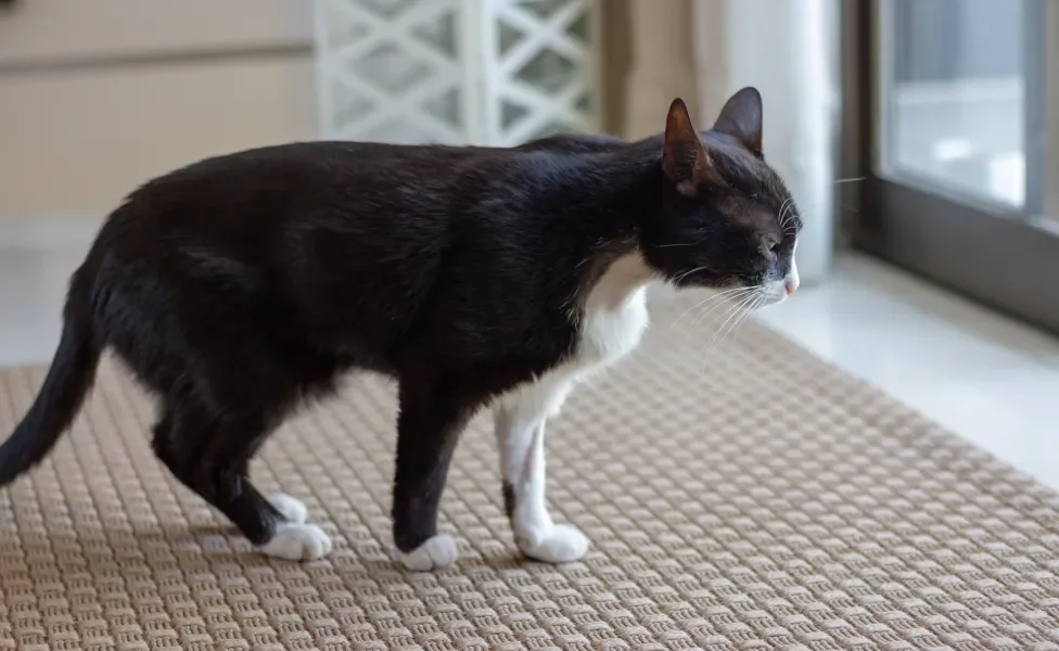 Gatinho andando dentro de casa