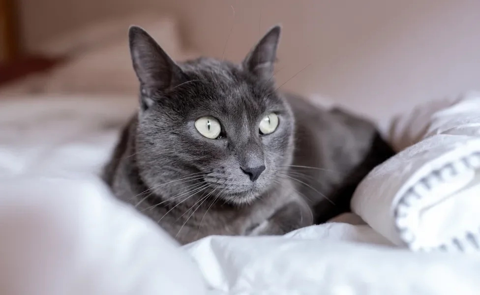 Gato Azul Russo deitado em cama