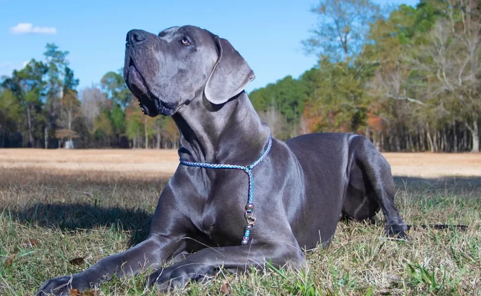 cachorro azul deitado ao ar livre