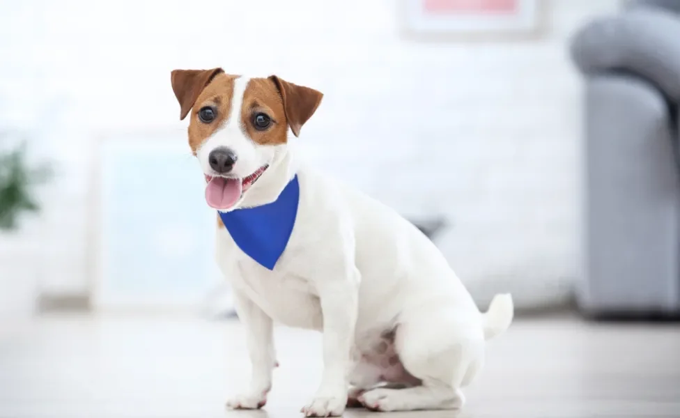 cão usando bandana para cachorro