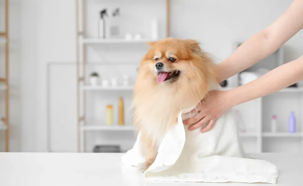 banho em cachorro: lulu da pomerânia secando na toalha após o banho