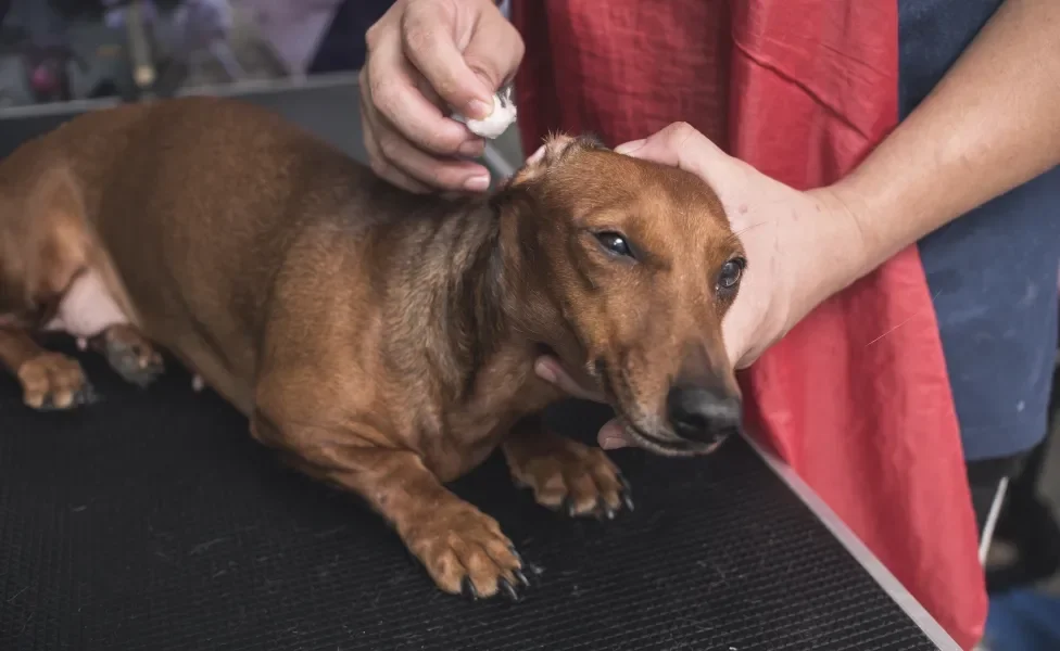 tutor limpando ouvido de cachorro Dachshund 