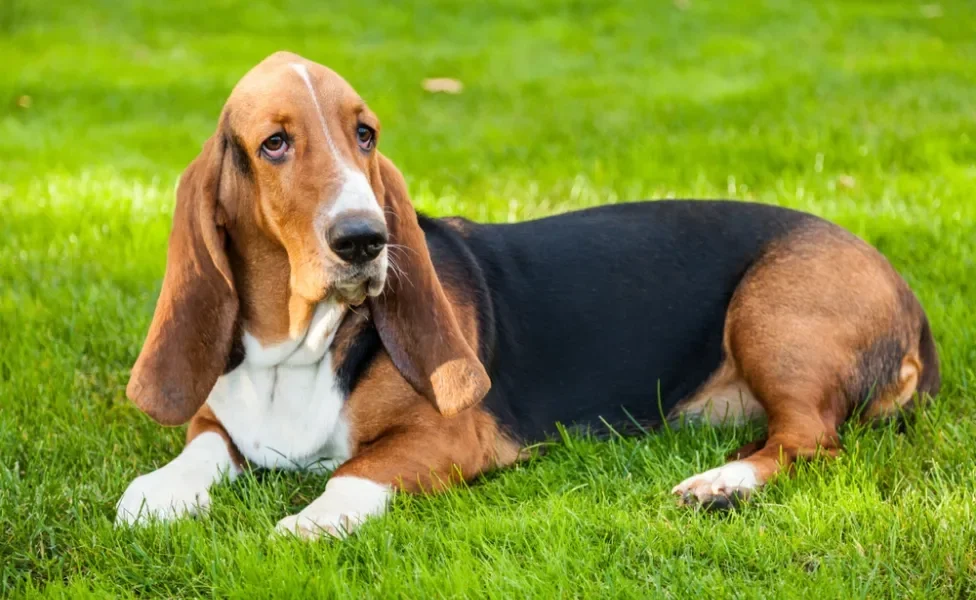 Cachorro da raça Basset Hound deitado na grama