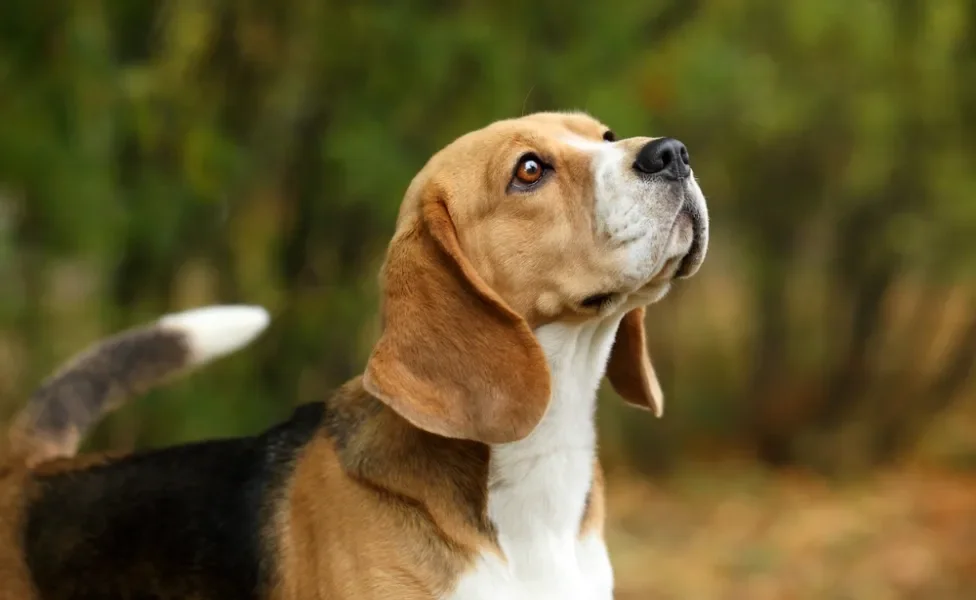 Cachorro da raça Beagle de perfil