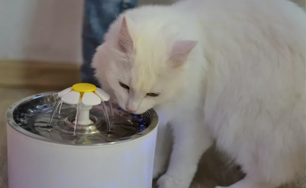 Gato branco bebendo água em fonte automática