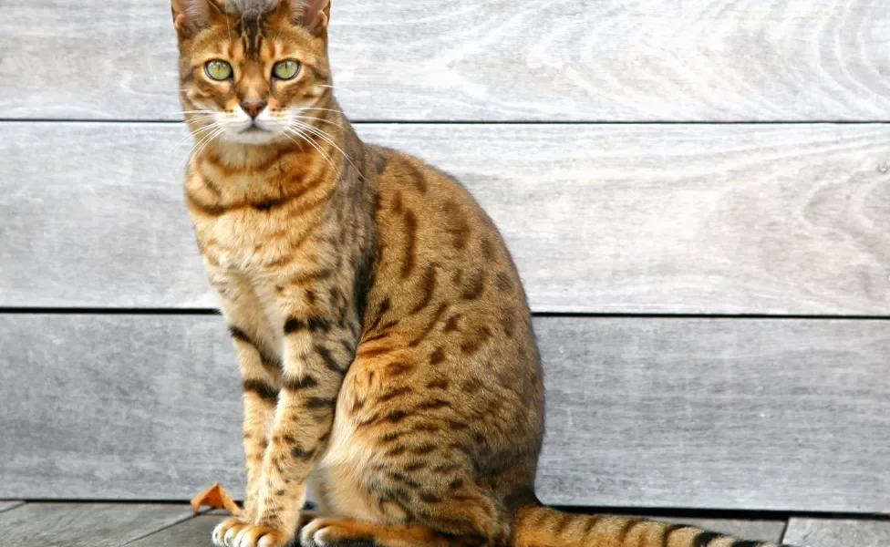 gato bengal sentado