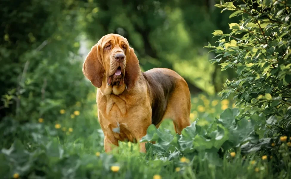 Cão Bloodhound em pé no meio do mato