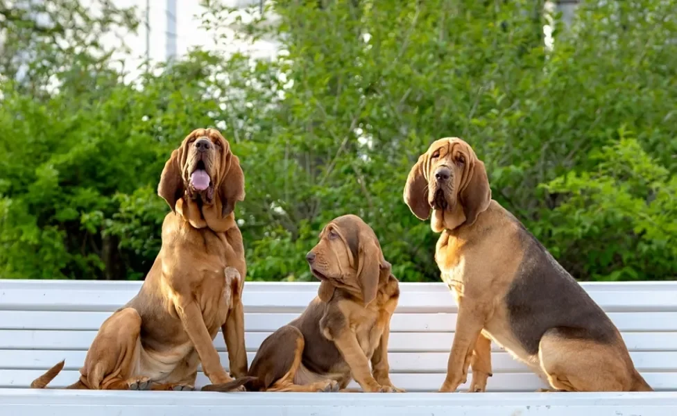 três cachorros bloodhound