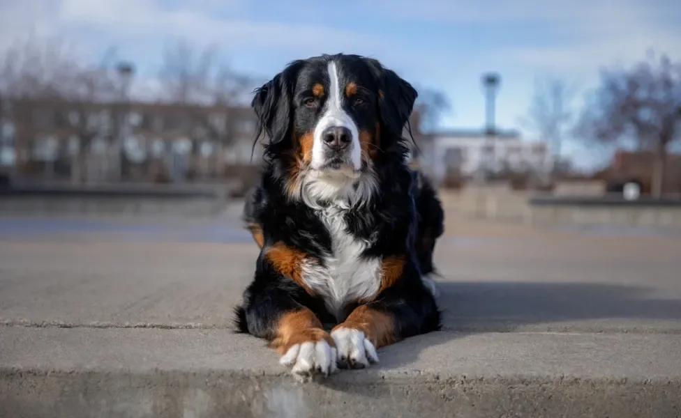 cachorro boiadeiro de berna sentado na rua