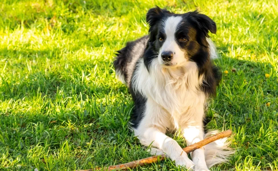 Border Collie deitado no gramado