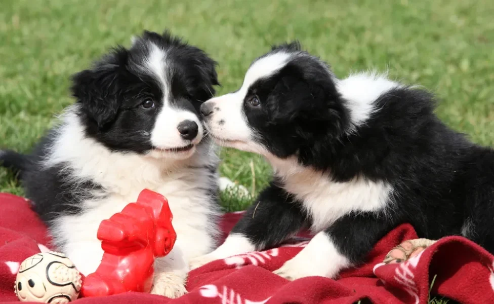 Dois filhotes de Border Collie branco e preto deitados em um cobertor vermelho na grama com brinquedos