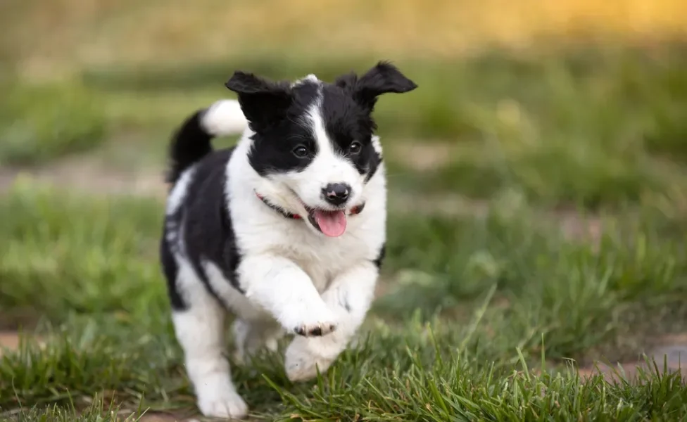 border collie filhote correndo feliz pelo gramado