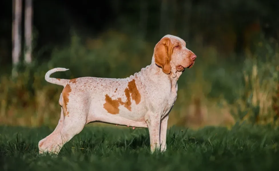 cachorro braco italiano andando na floresta