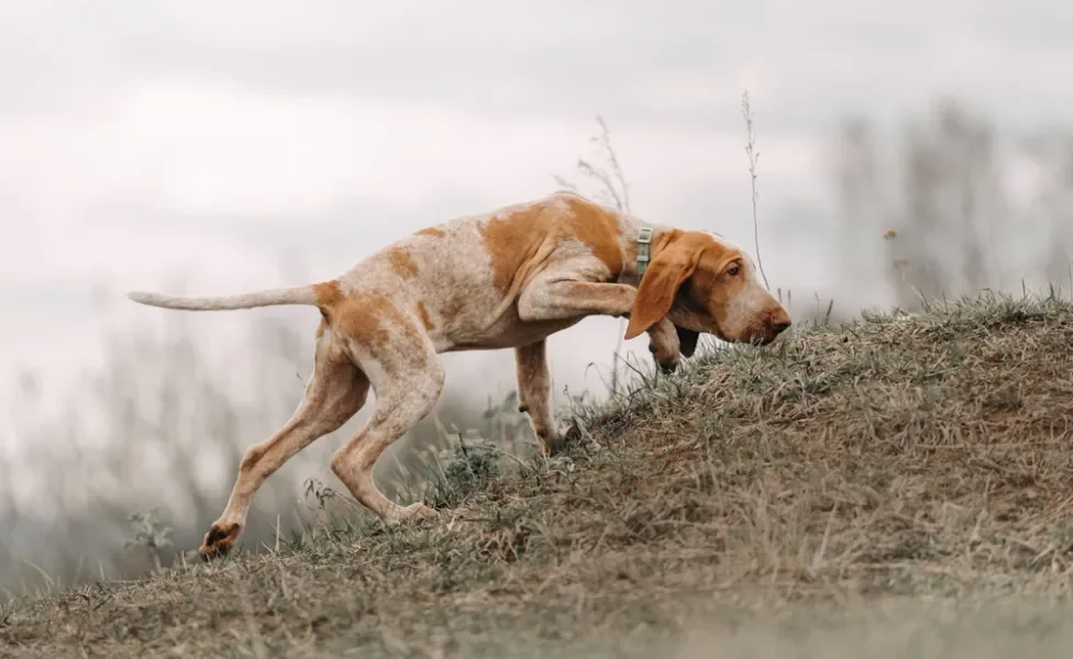 cachorro braco italiano cheirando a grama