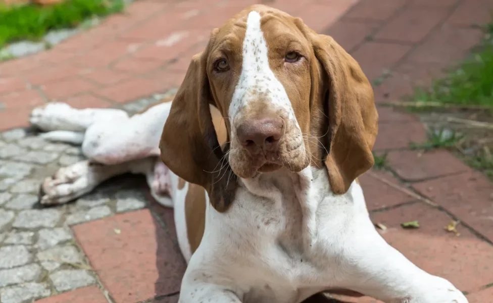 Cachorro da raça Braco-Italiano deitado na calçada