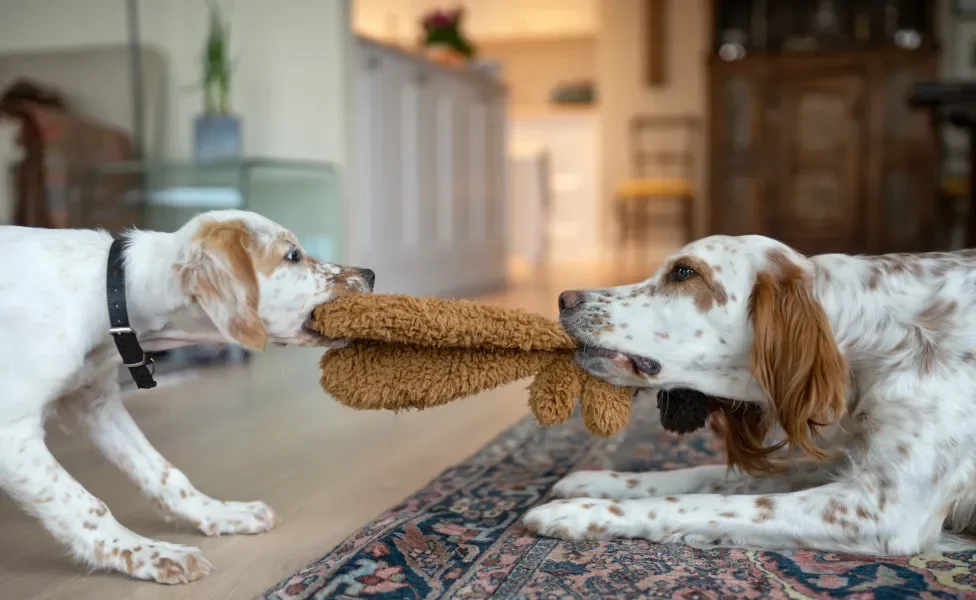 Dois cachorros mordendo e disputando tapete