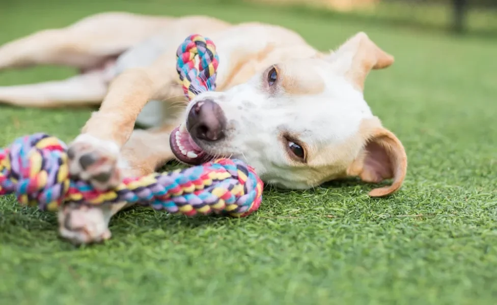 brincadeiras para cachorro: cão brincando com corda