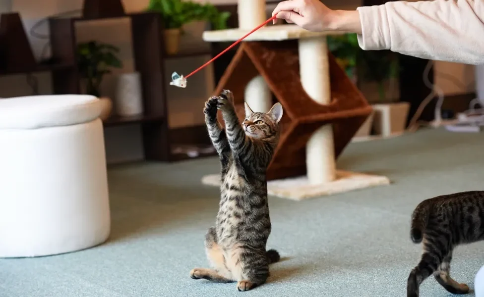 Tutora usando brinquedo para entreter seu gatinho