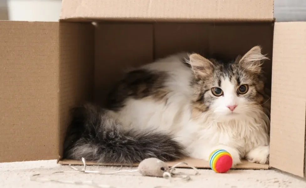 Gato dentro de caixa de papelão com brinquedos na frente