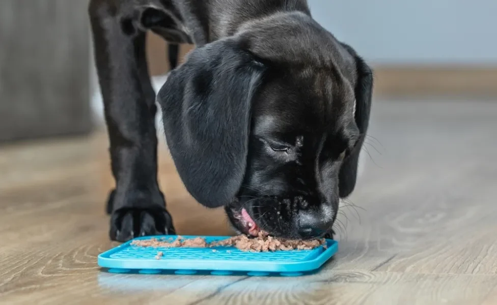 Filhote de cachorro preto lambendo tapete com comida