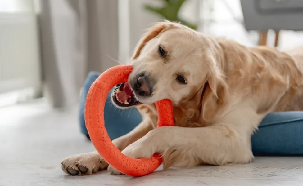 cachorro brincando com brinquedos para cachorro filhote