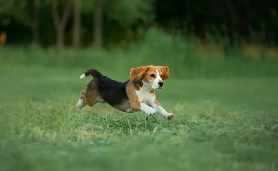 Cão Beagle filhote correndo na grama
