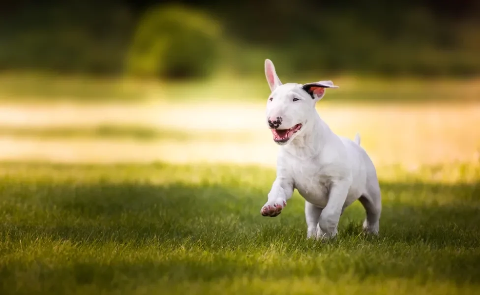 Cão filhote Bull Terrier correndo na natureza