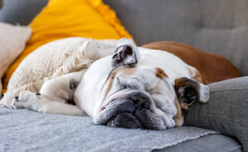 cachorro bulldog inglês dormindo no sofá