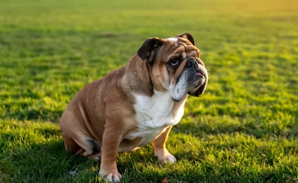 cachorro bulldog inglês na grama