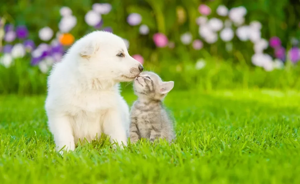 cachorro e gato de pele clara juntos na grama
