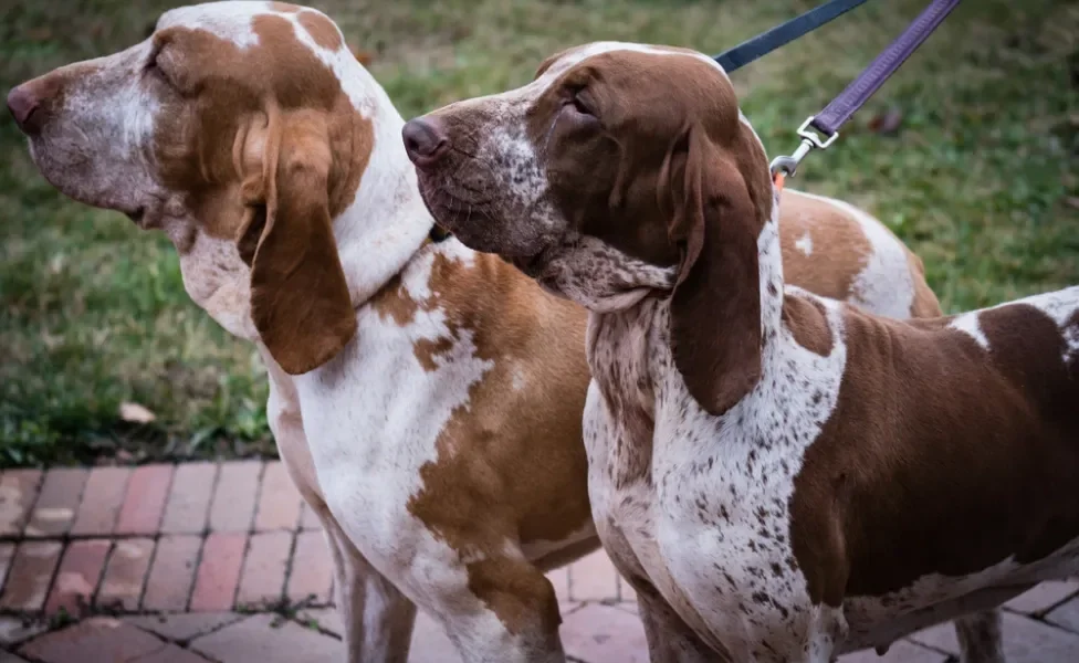 dois cachorros braco-italiano andando