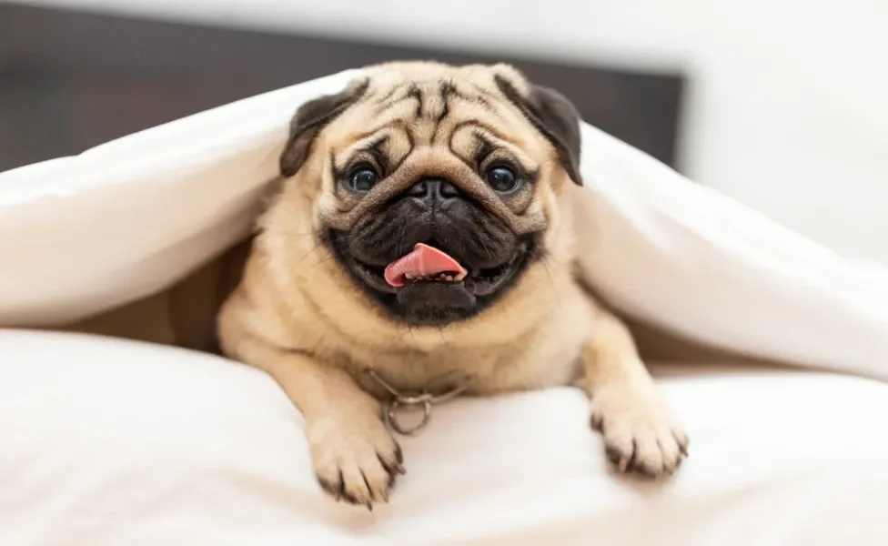 cachorro com a língua de fora deitado na cama