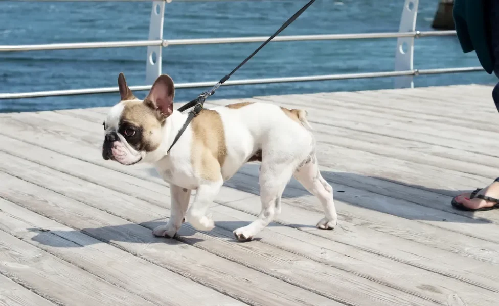 cachorro com calor passeando