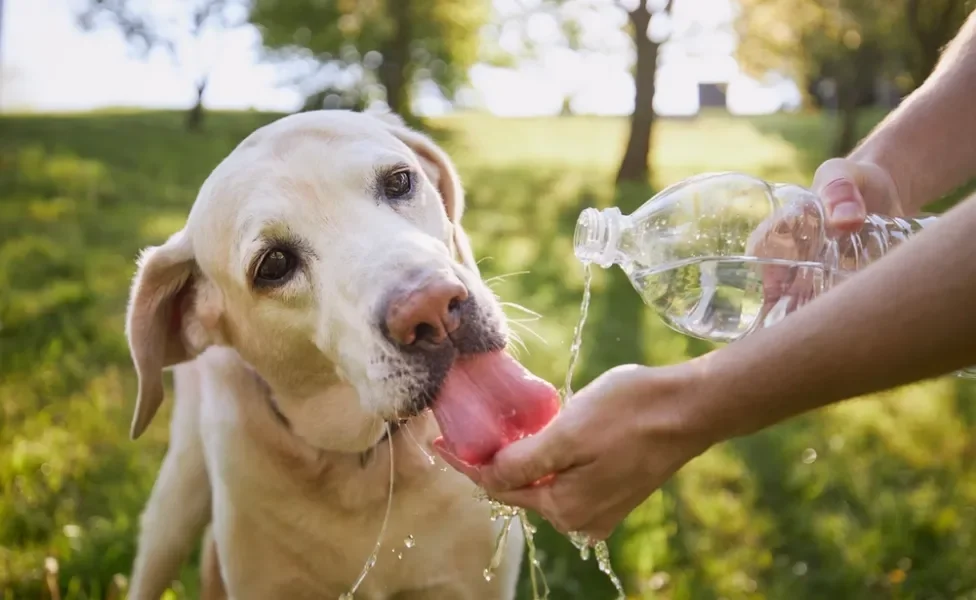 cachorro com calor bebendo água