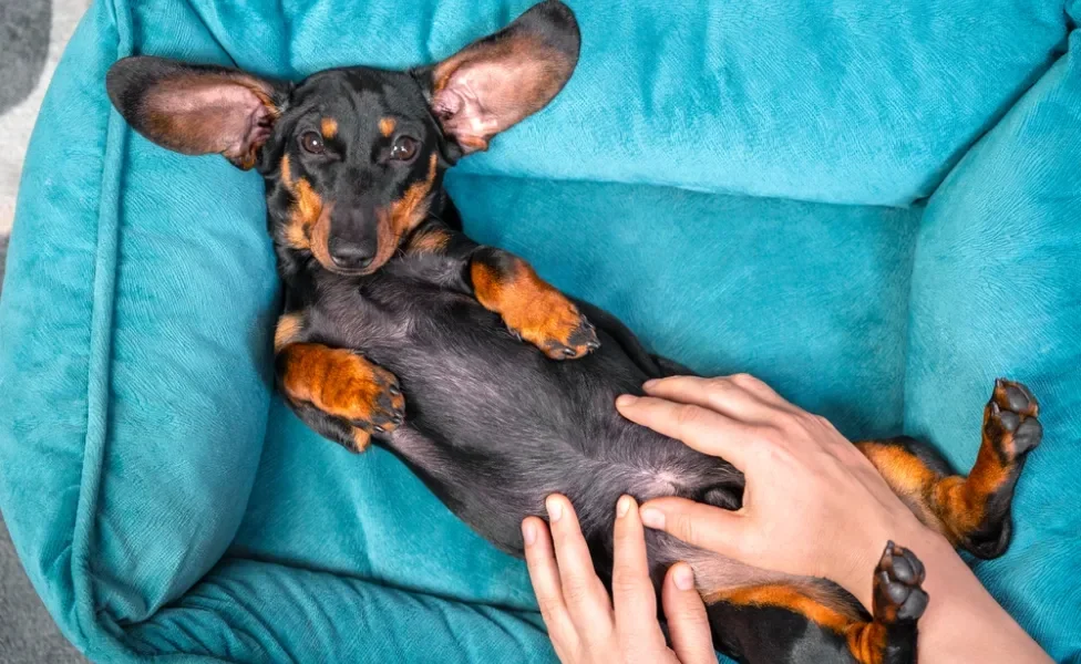 cachorro com corrimento amarelo deitado na caminha de cachorro