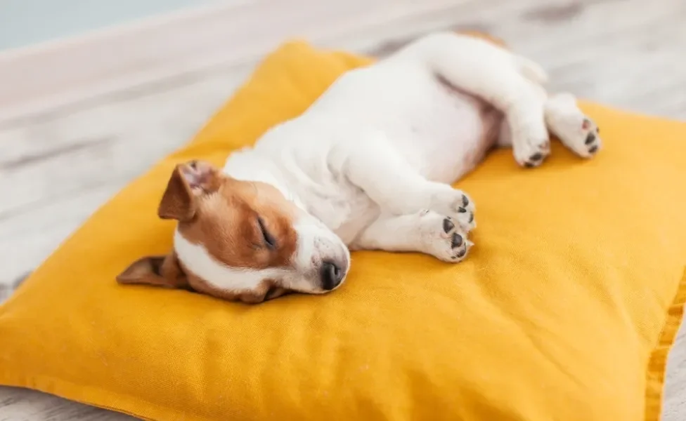 cachorro com febre dormindo 