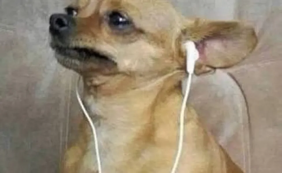 meme do cachorro com fone de ouvido