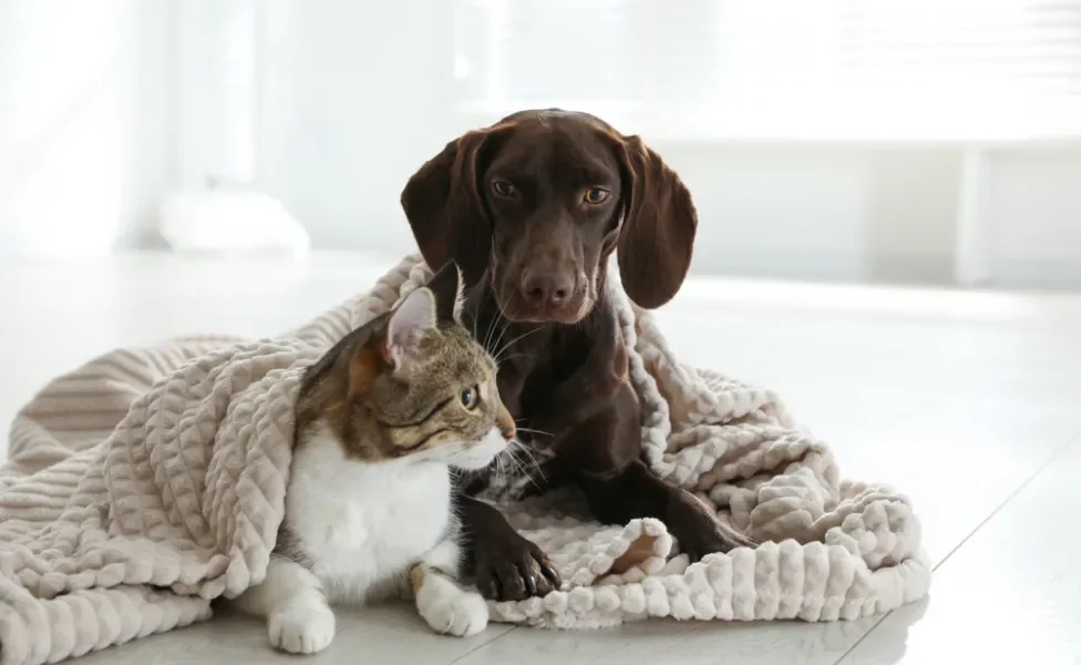 cachorro e gato enrolados no cobertor