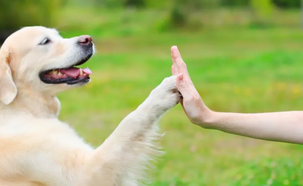 cachorro é destro ou canhoto: cão dando a pata para pessoa