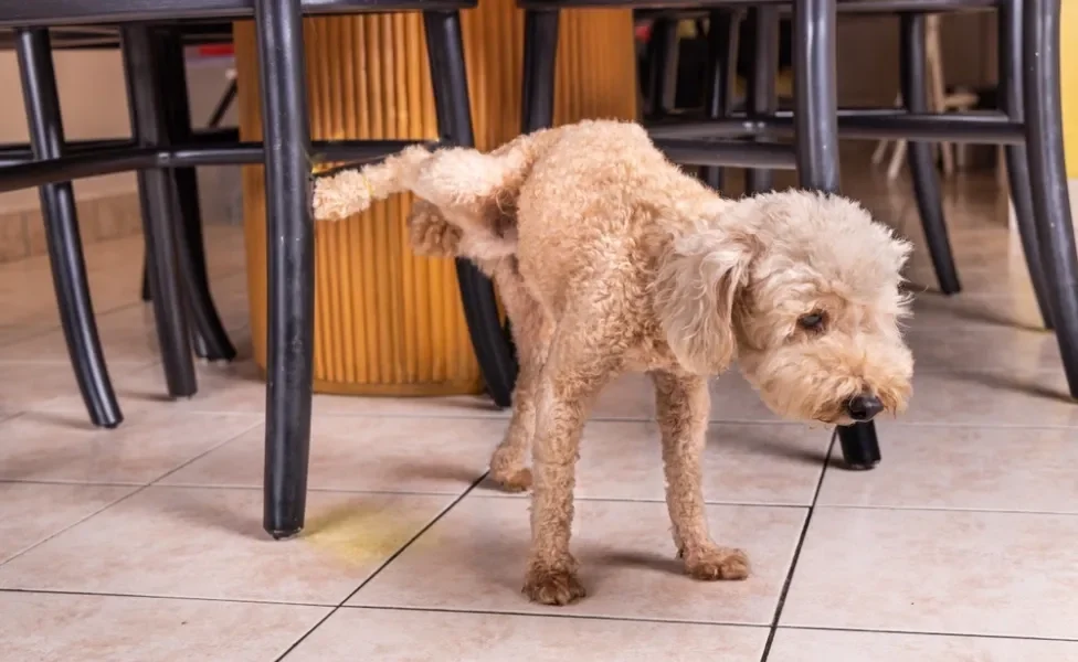 cachorro fazendo xixi no lugar errado