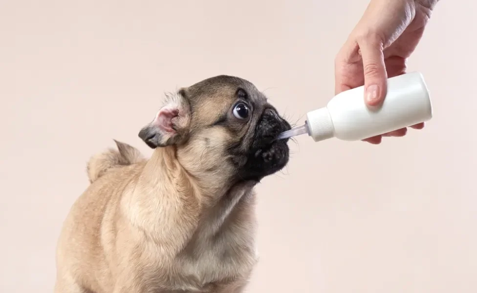 filhote de cachorro tomando leite na mamadeira