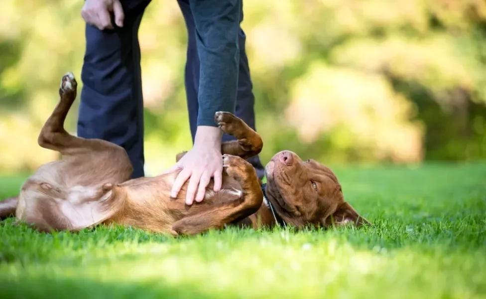 cachorro fingindo de morto: cão deitado na grama