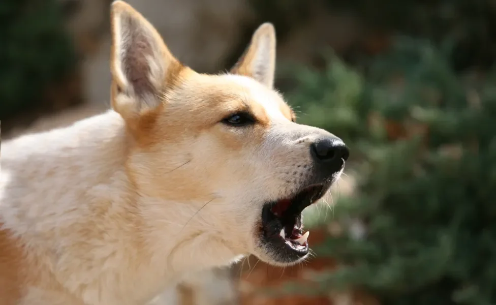 cachorro latindo 