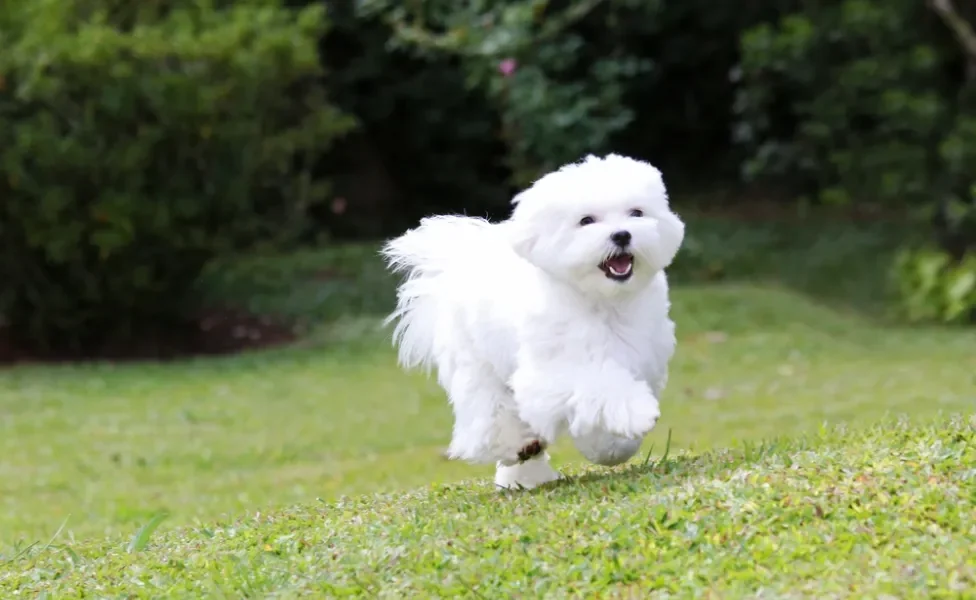 cachorro maltês correndo na floresta