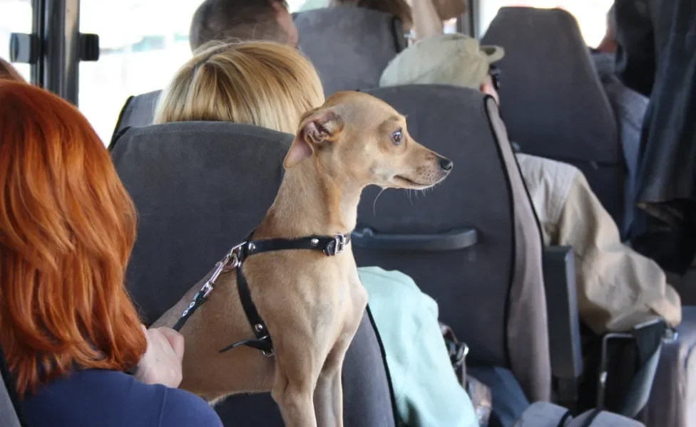 cachorro no transporte público sentado no ônibus
